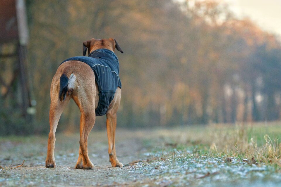 Animal young dog meadow