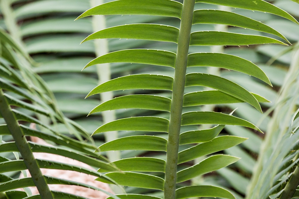 Two female plant bioon spinulosum