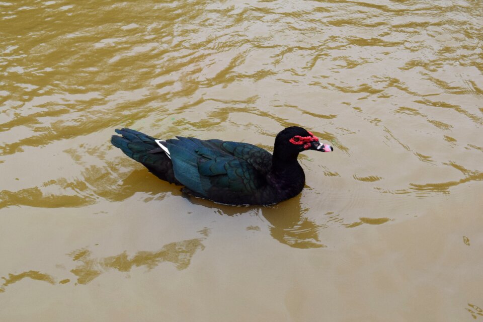 Wildlife avian feathered