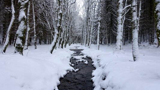 Landscape snow snowy trees river