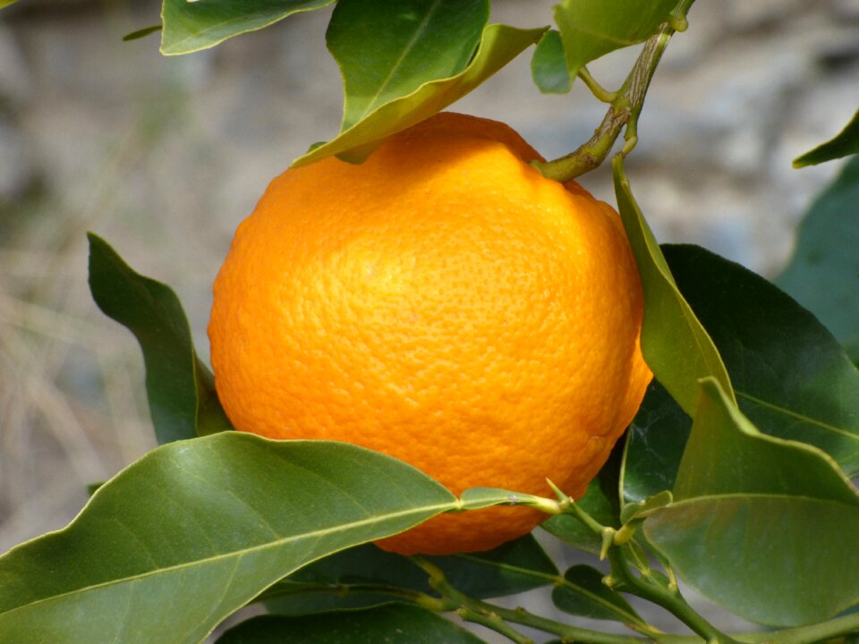 Naranjo tree citric