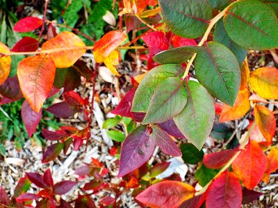 Autumn garden