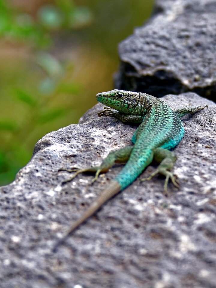 Curious animal world creature