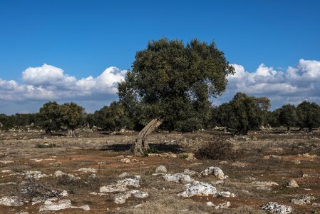 Blue plants landscape