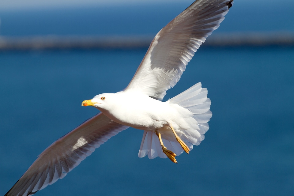 Sea-gull wings fly photo