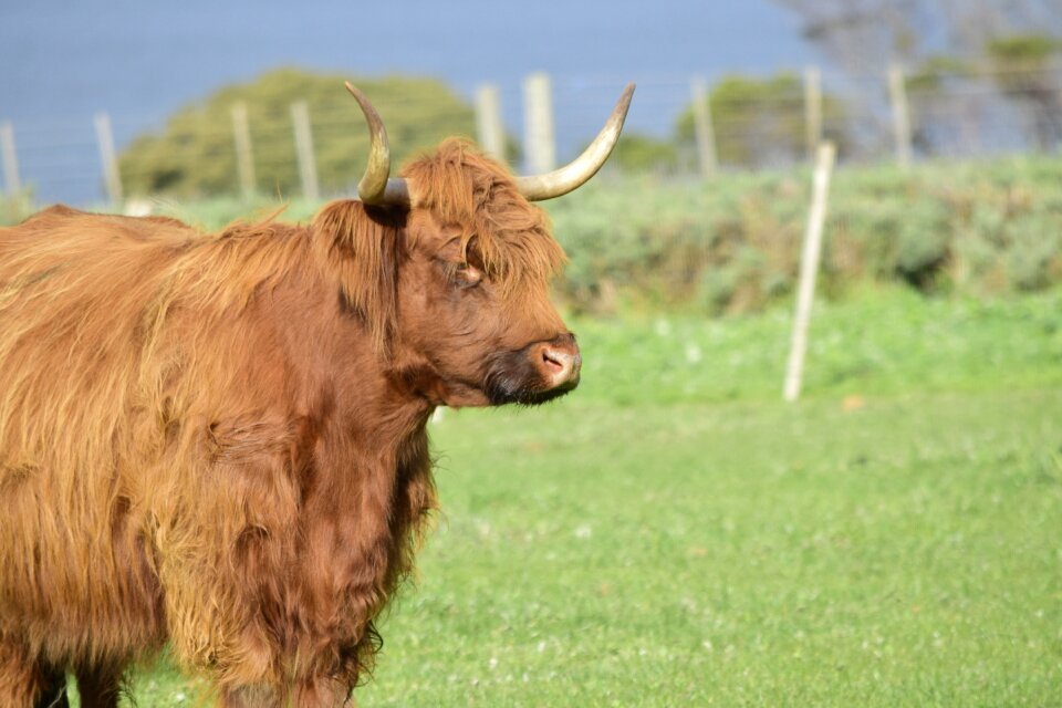 Horns animal cattle photo