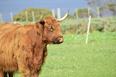 Horns animal cattle