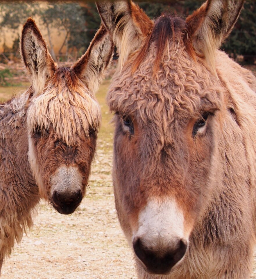 Donkey portrait head