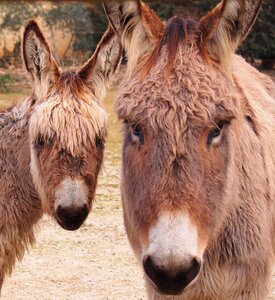 Donkey portrait head