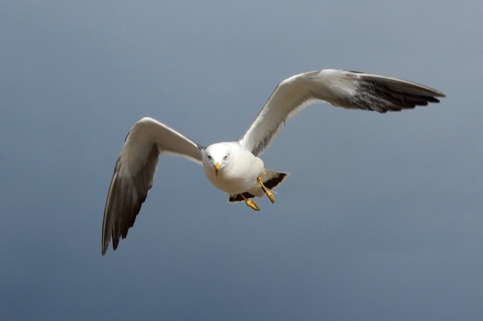 Sea gull seagull seabird photo