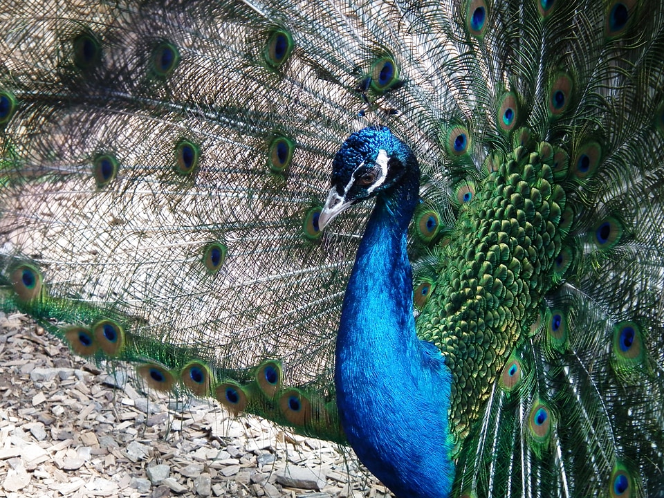 Animal blue iridescent