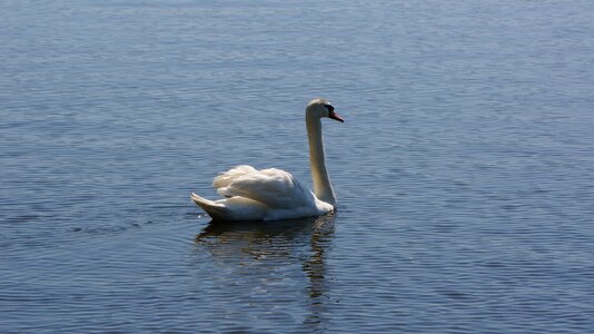 Bird pond wildlife photo