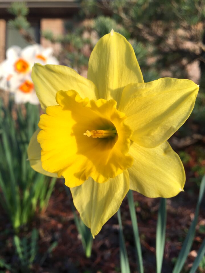 Blossom flower bloom