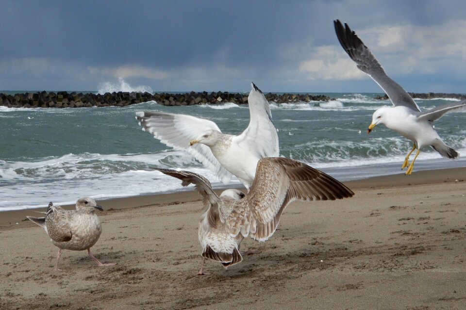 Wave sea gull seagull