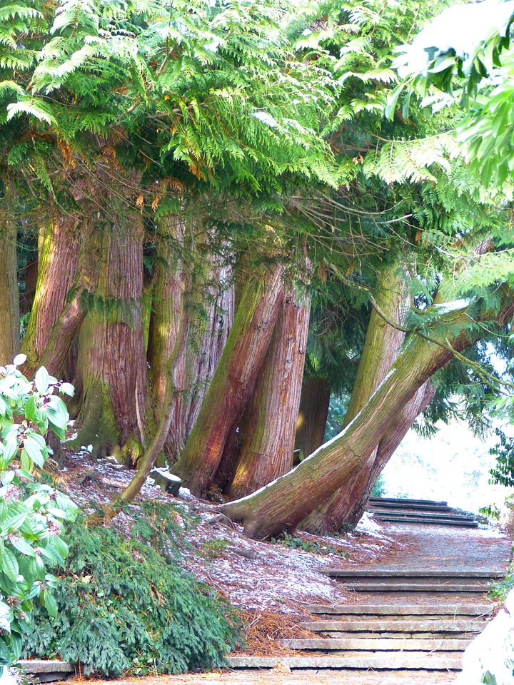 Tree of life tree plant