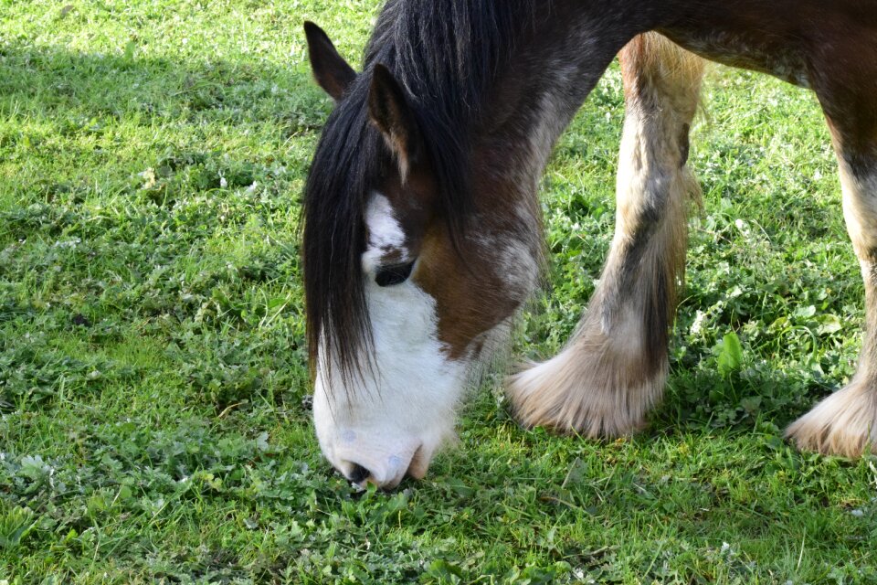 Equine countryside country photo