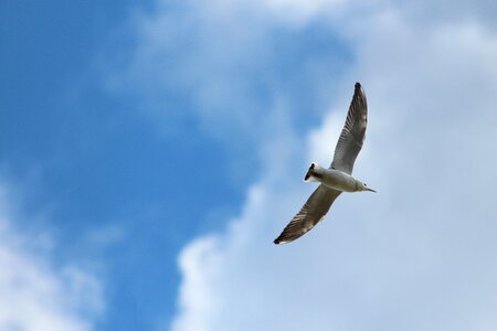 Seagull sky flies