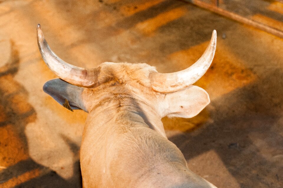 Cattle animal rodeo