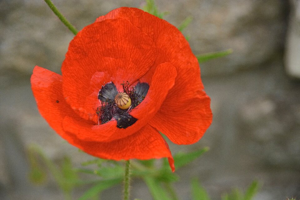 Botany petals wild flower
