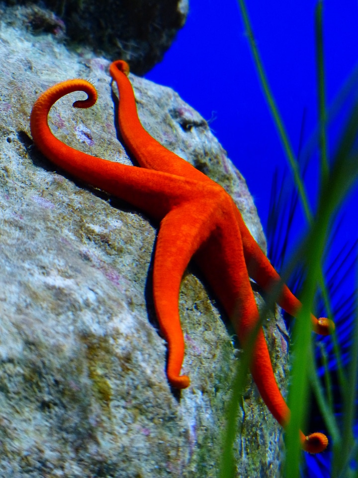Leiaster speciosus splendor starfish meeresbewohner