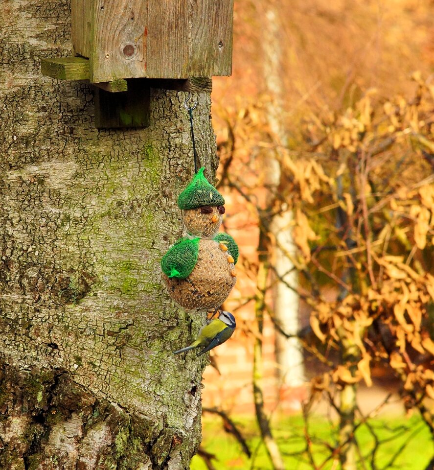 Small bird animal winter