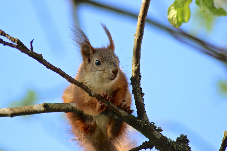 Squirrel tail orange