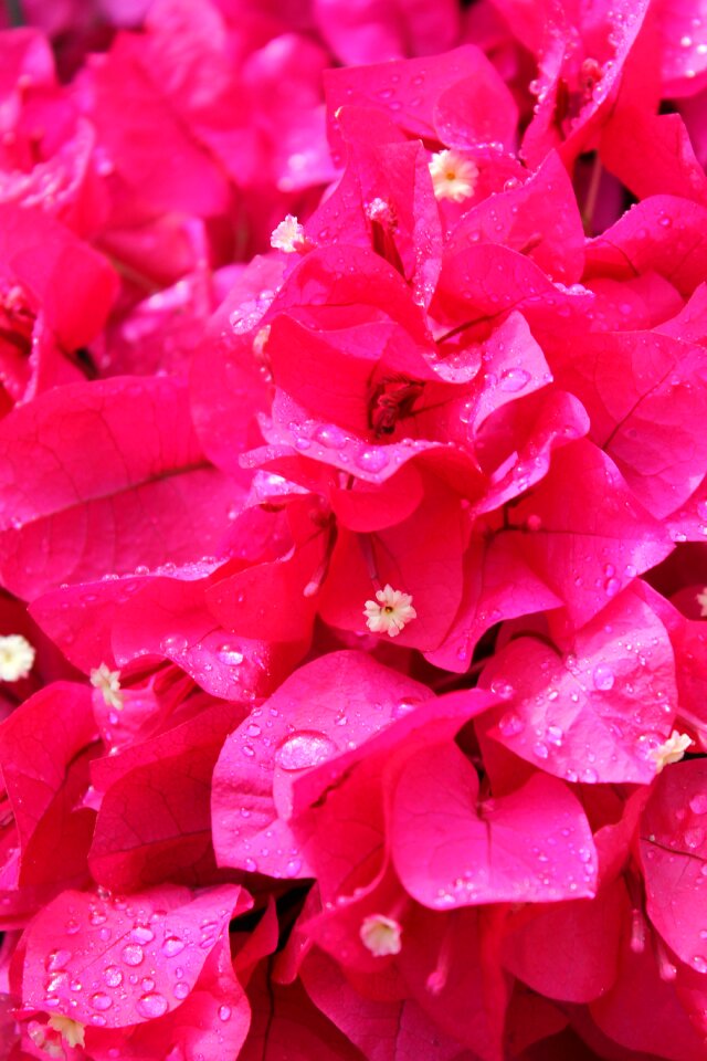 Nature plant flower