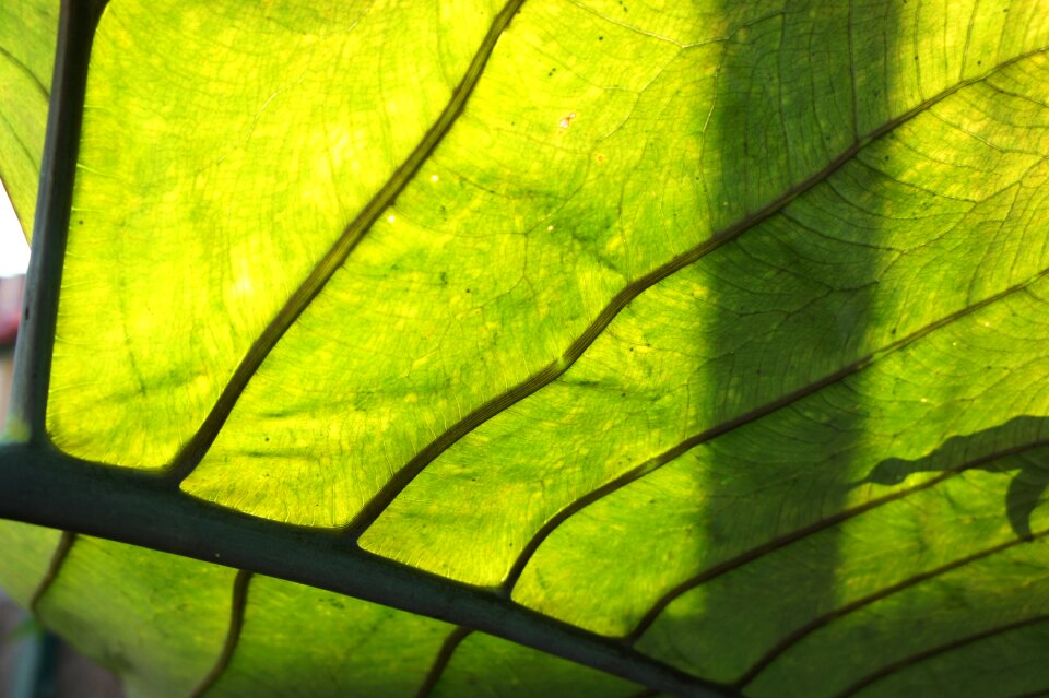 Leaves foliage botany