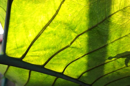 Leaves foliage botany