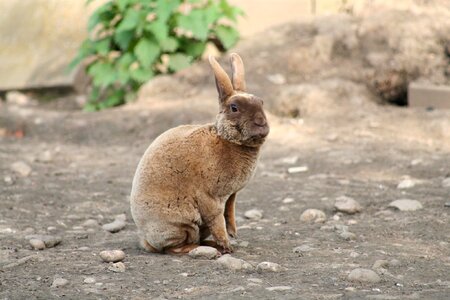 Rex mammal bunny photo