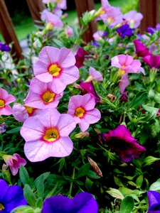 Plant pink flowers bloom