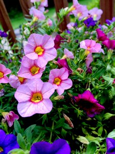 Plant pink flowers bloom photo