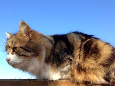 Sky blue pet