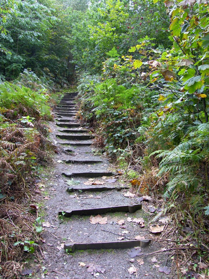 Forest path trail