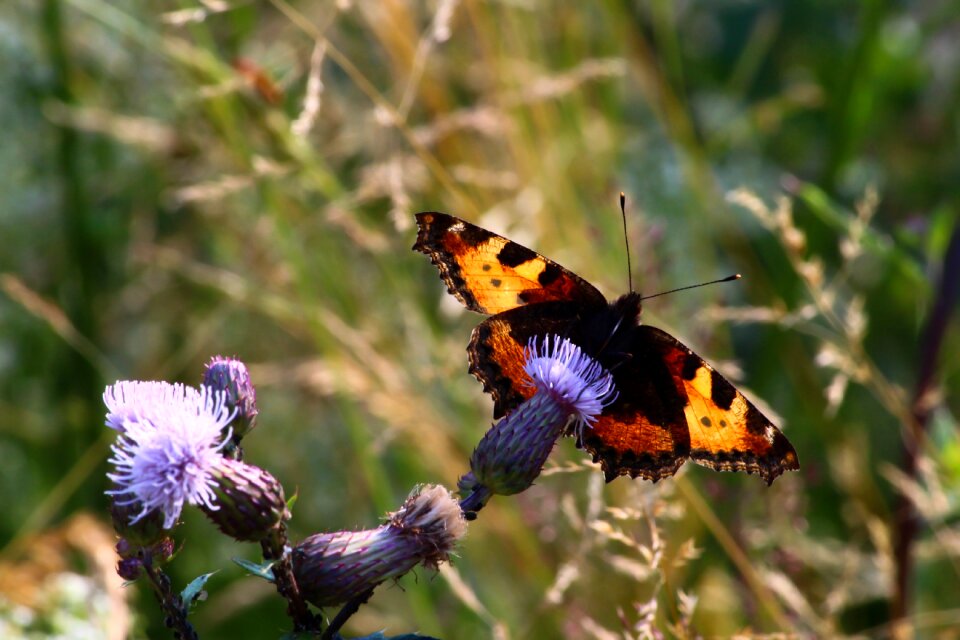 Insect nature close up
