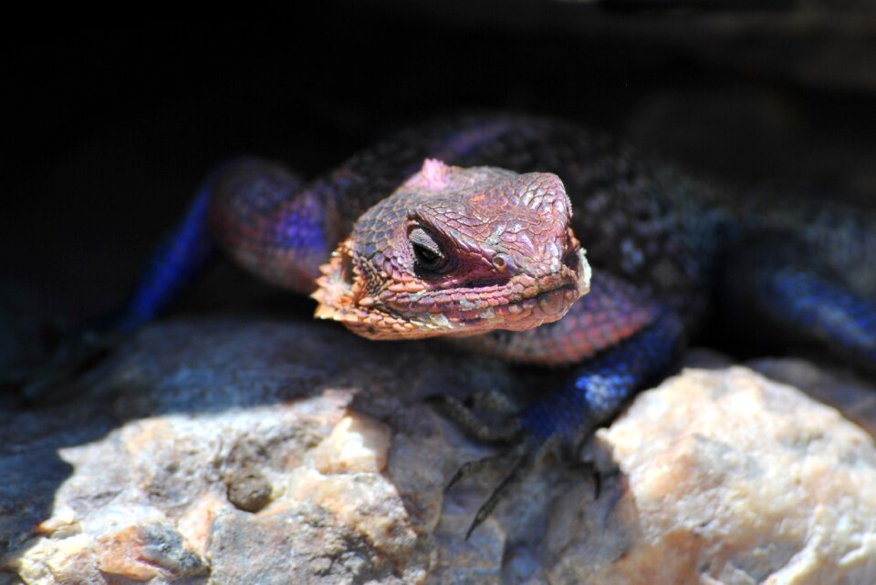 Africa serengeti reptile