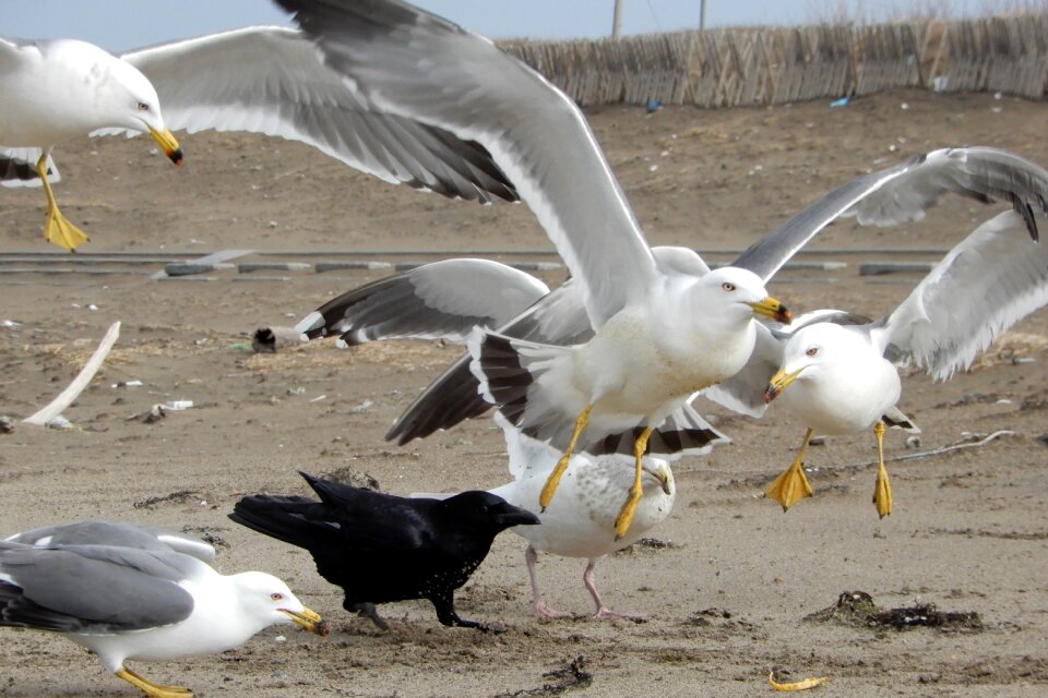 Sea gull seagull seabird
