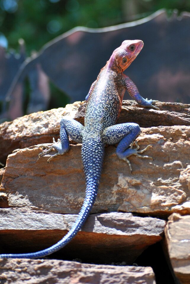 Africa serengeti reptile