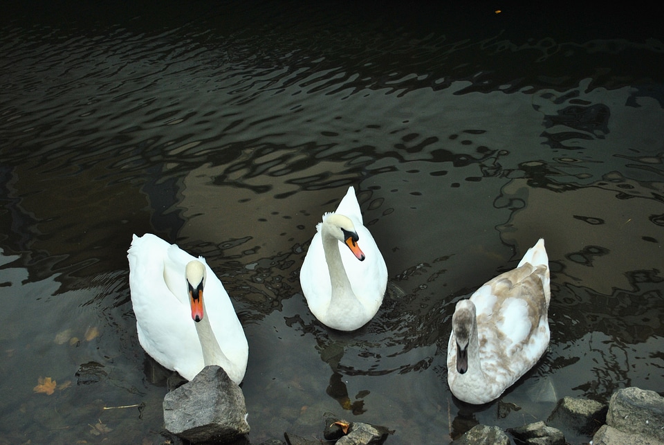 Water animals wildlife