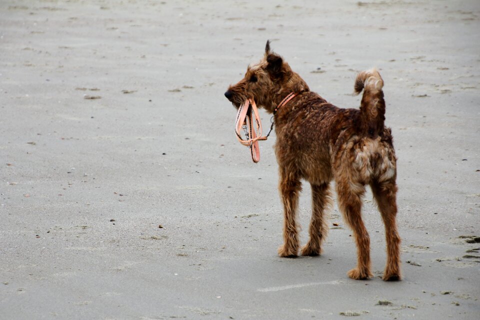 Golden retriever most beach sea