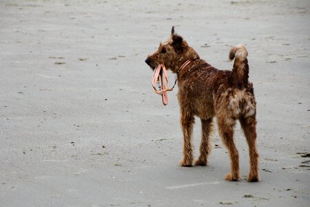 Golden retriever most beach sea