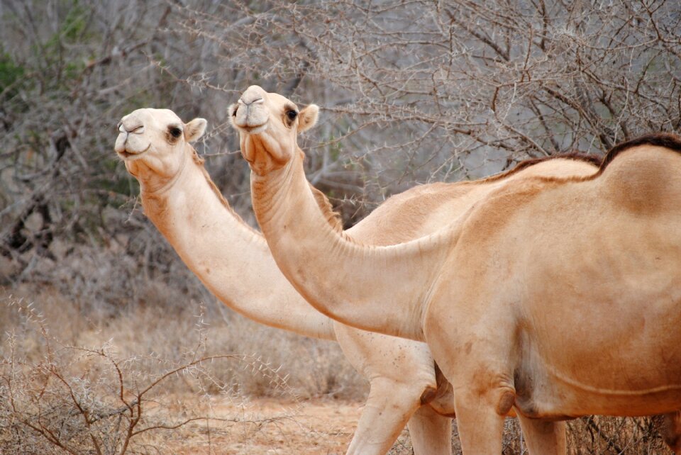 Africa camels national park