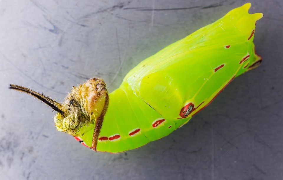Doll caterpillar stage of development