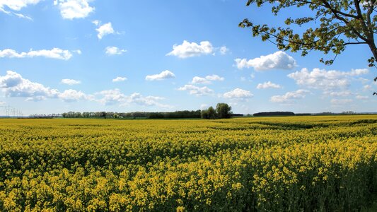 Oilseed rape field of rapeseeds sky