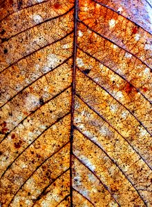 Dry leaf nature autumn photo