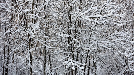 Winter landscape landscape snow snowy trees