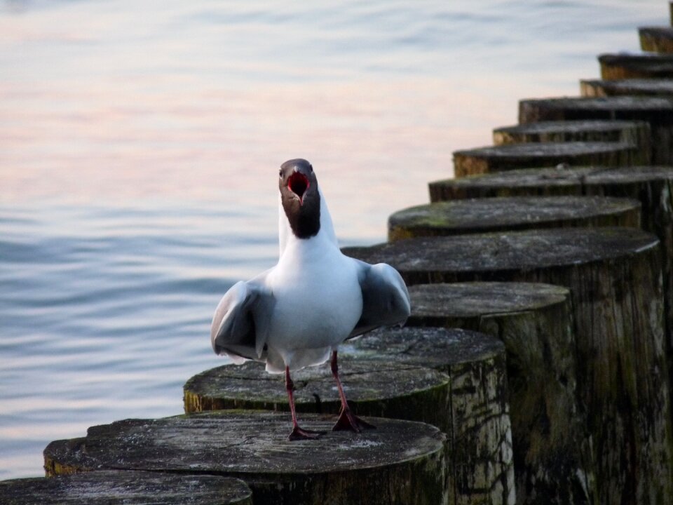Water bird beach usedom