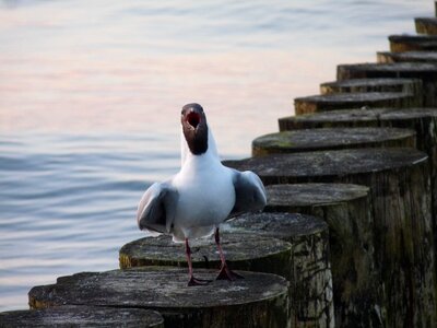 Water bird beach usedom photo