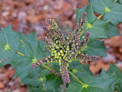 January shrub ornamental