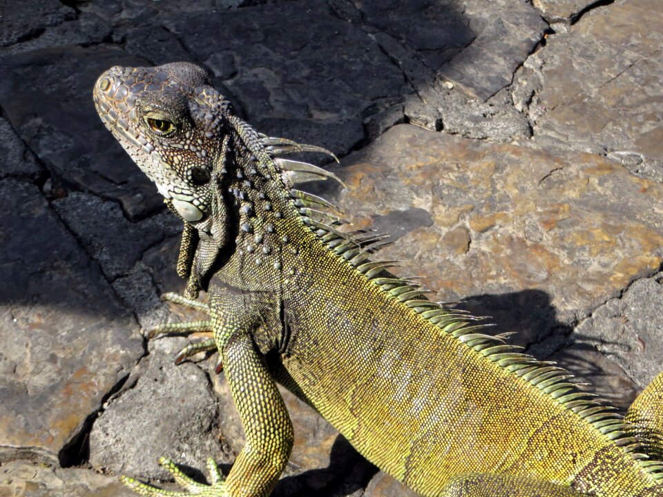 Crete reptile dinosaur